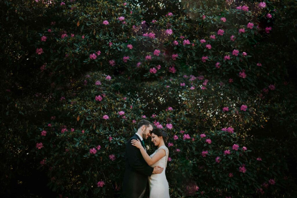 bride and groom cuddling by the blooming bush of pink roses